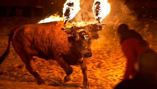 toro-embolao